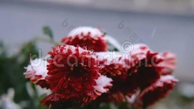 雪下红叶红菊花.. 初雪，秋，春，<strong>初冬</strong>.. 动作缓慢。